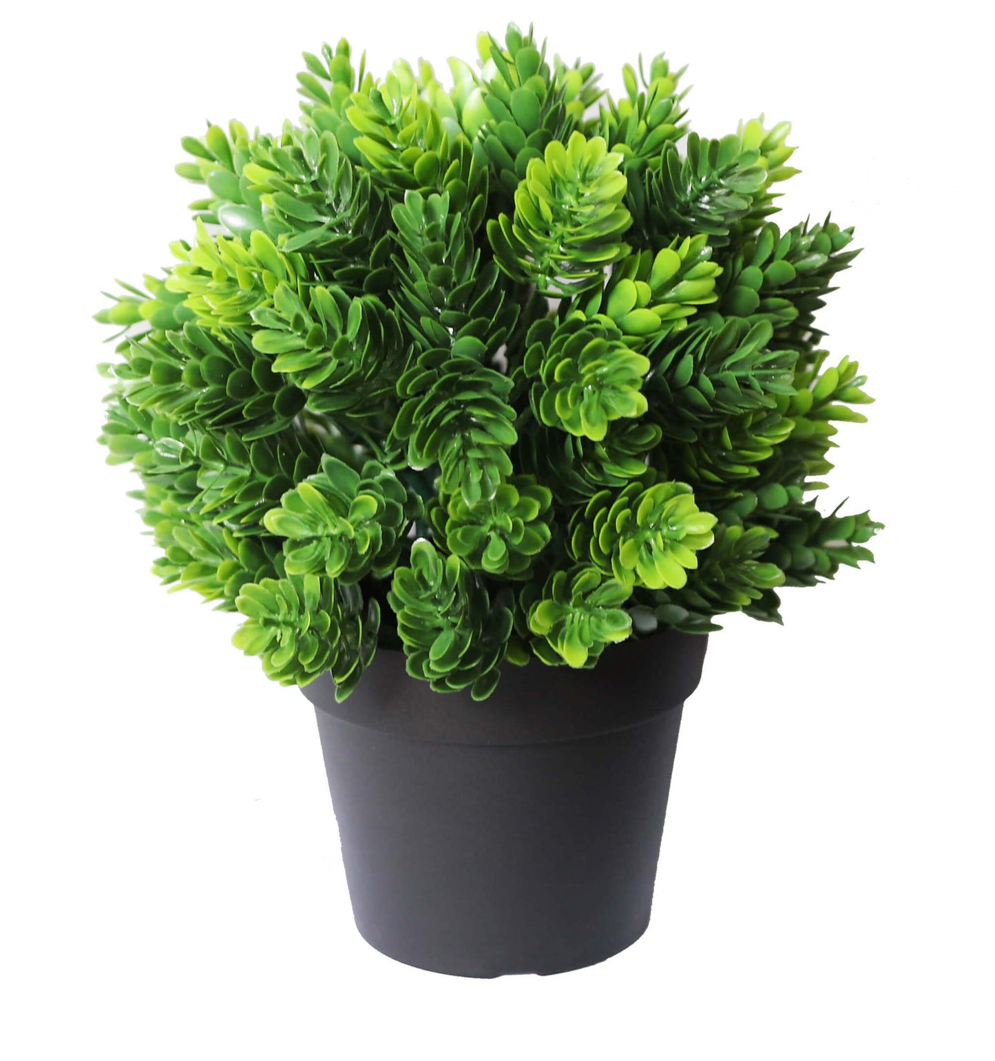 Potted Flowering Hop Plant UV Resistant 20cm