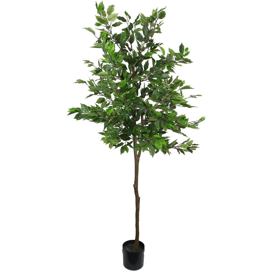 Potted Ficus Tree 160cm