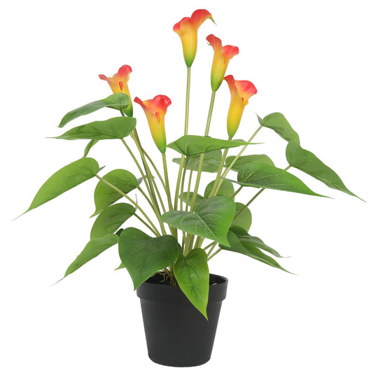 Flowering White & Orange Peace Lily 50cm