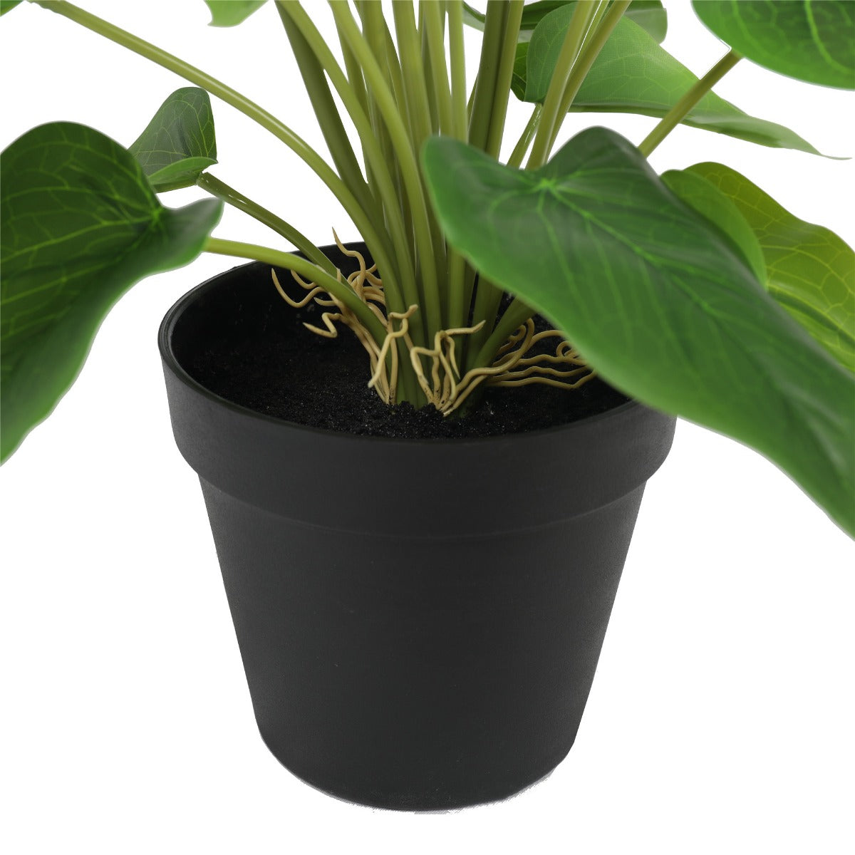 Flowering White & Orange Peace Lily 50cm