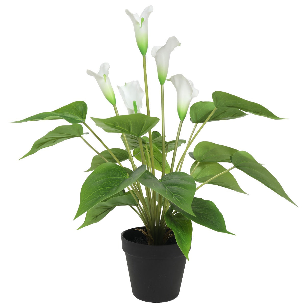 Flowering White Peace Lily - Calla 50cm