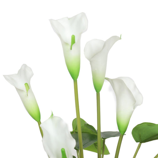 Flowering White Peace Lily - Calla 50cm