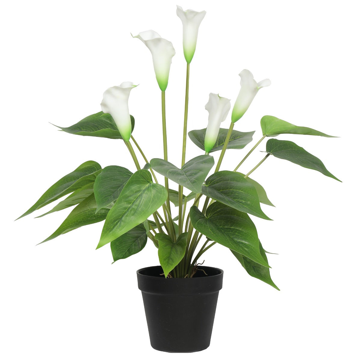 Flowering White Peace Lily - Calla 50cm