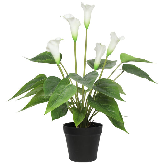 Flowering White Peace Lily - Calla 50cm