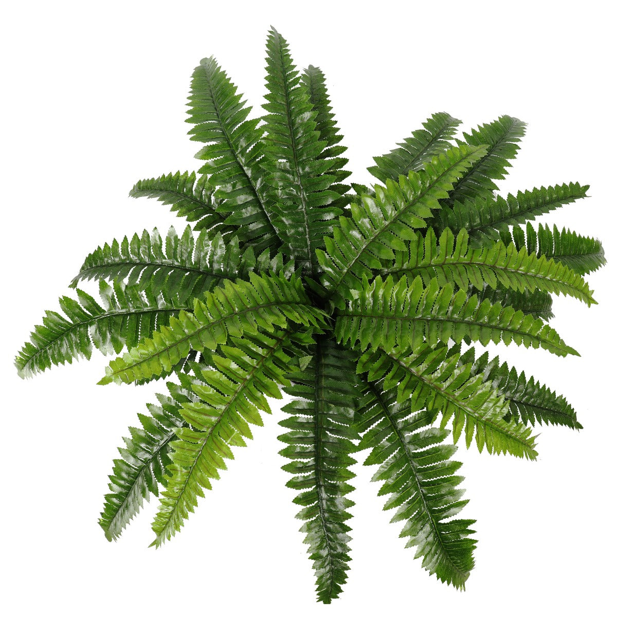 Potted Natural Green Boston Fern 70cm x 50cm