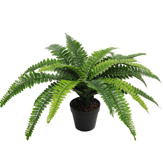Potted Natural Green Boston Fern 70cm x 50cm