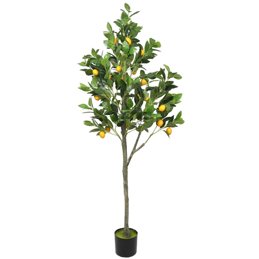 Small Lemon Tree Potted 150cm