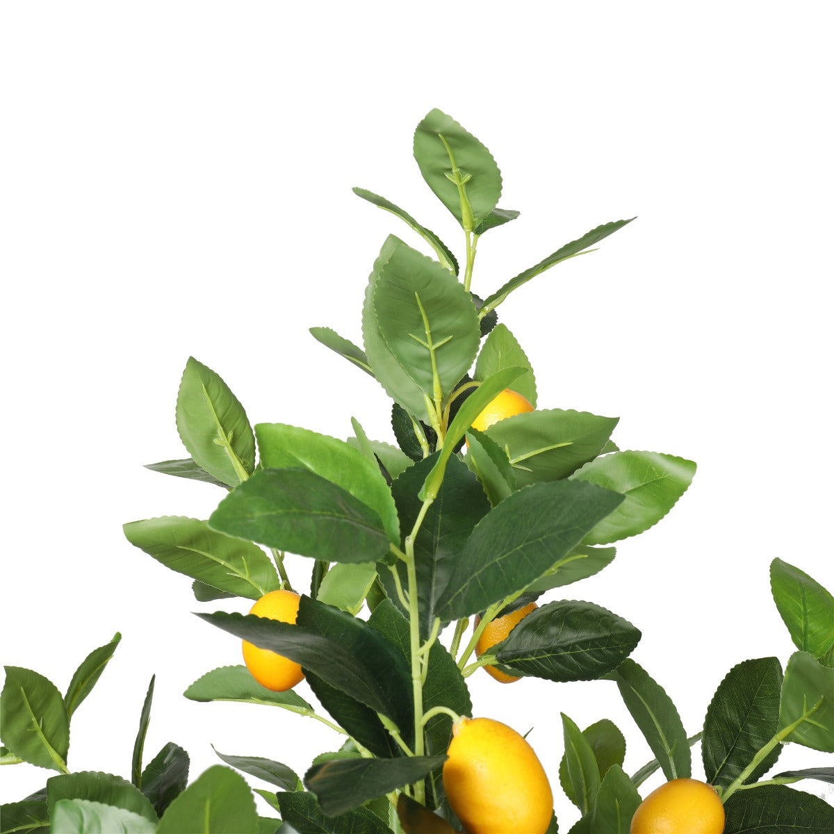 Small Lemon Tree Potted 150cm