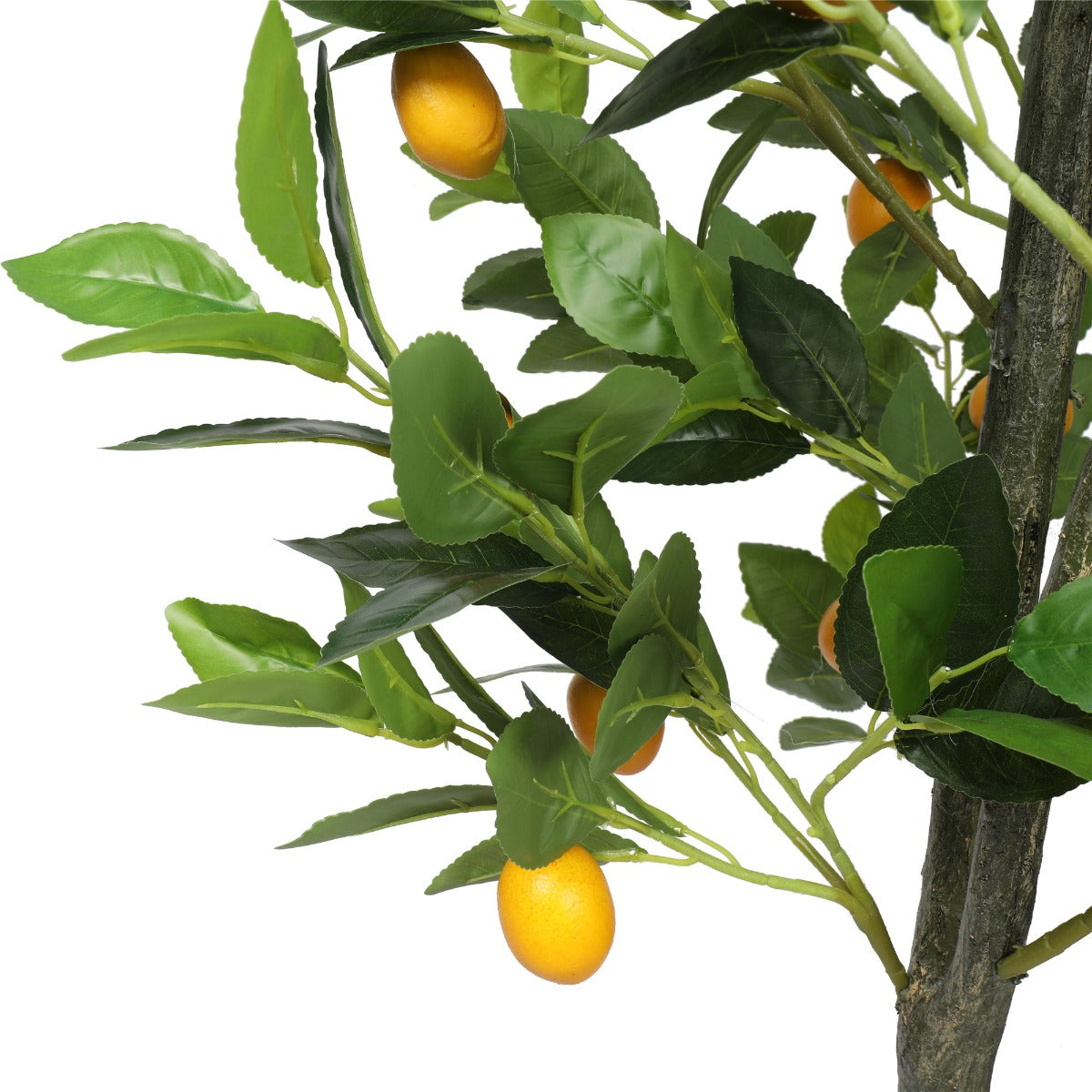 Small Lemon Tree Potted 150cm