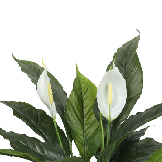 Peace Lily Plant White Flowers 60cm