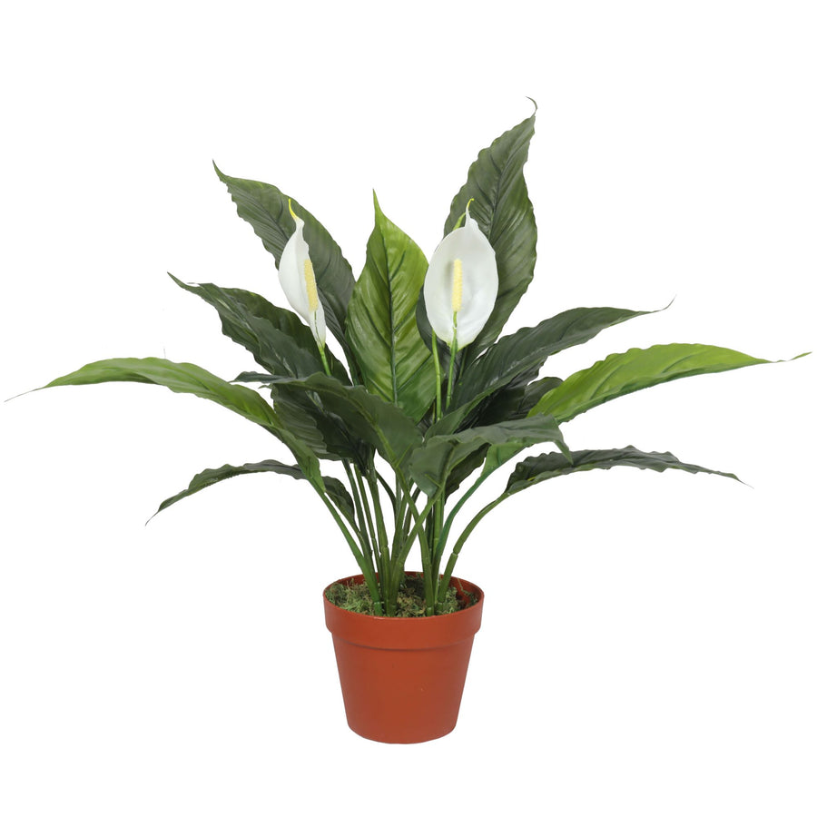 Peace Lily Plant White Flowers 60cm