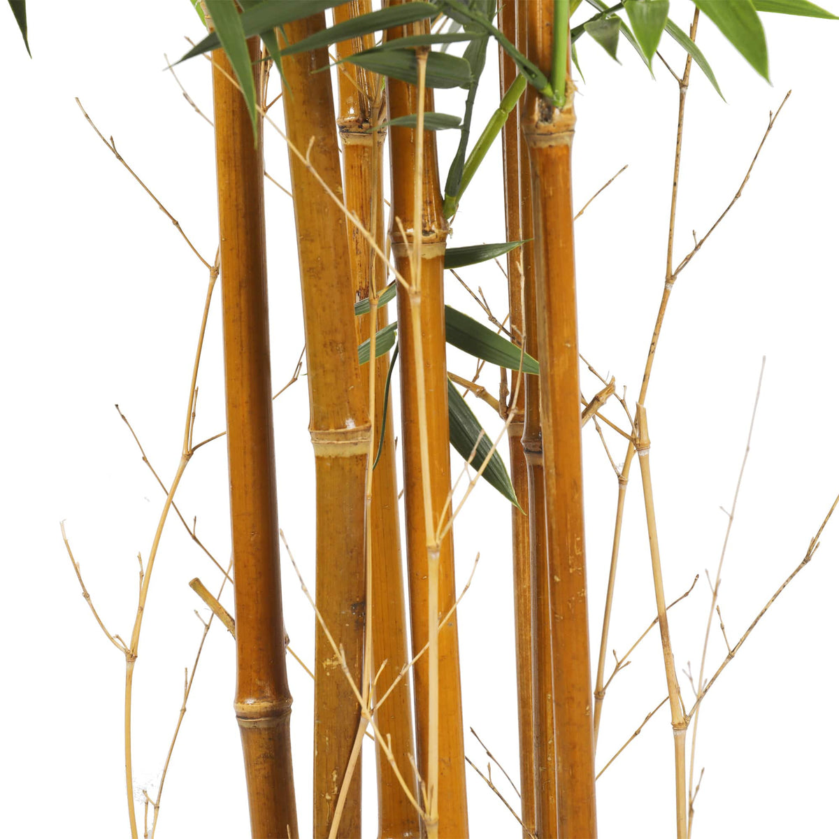 Premium Natural Bamboo UV Resistant 180cm