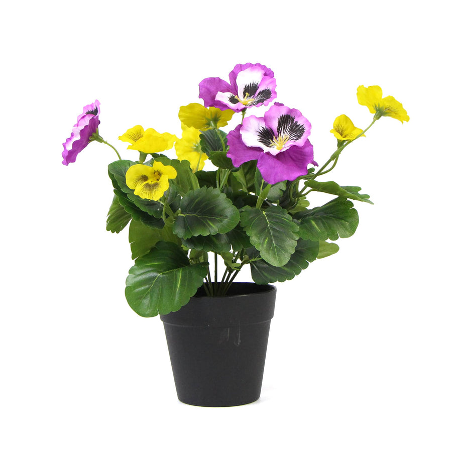 Pink And Yellow Potted Pansy 25cm