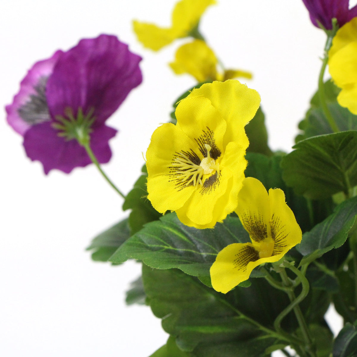 Pink And Yellow Potted Pansy 25cm