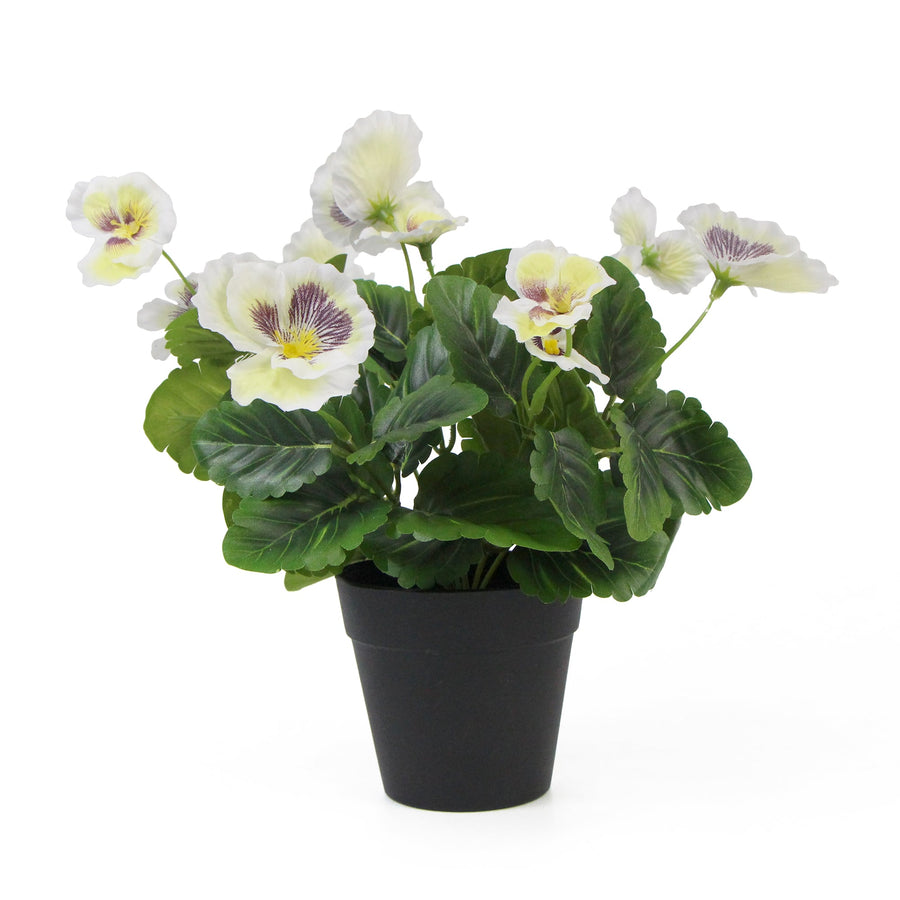 White Flowering Potted Pansy Plants 25cm