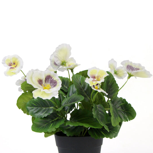 White Flowering Potted Pansy Plants 25cm
