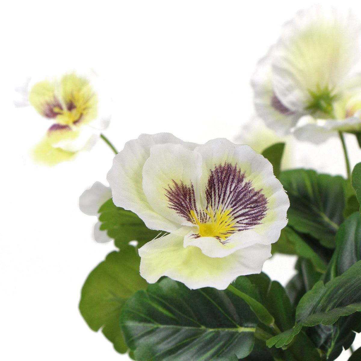 White Flowering Potted Pansy Plants 25cm