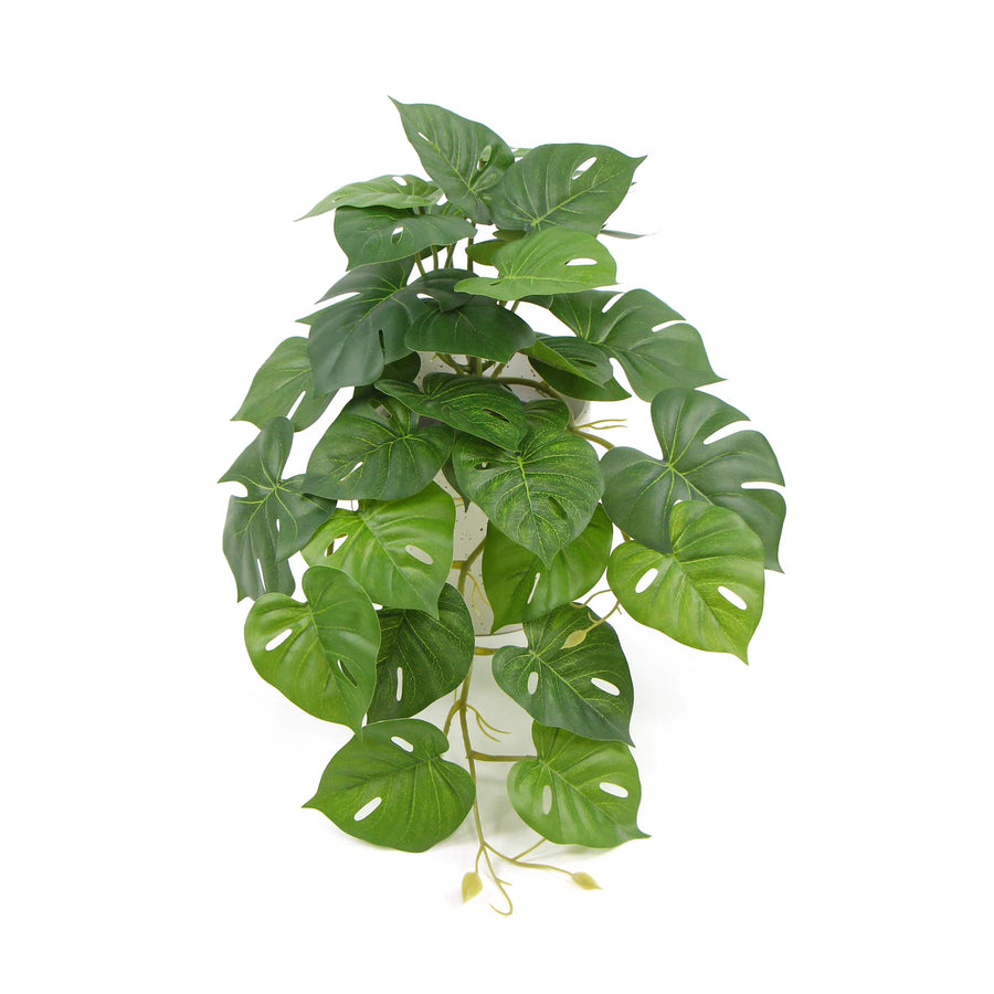 Potted Monstera Plant 30cm