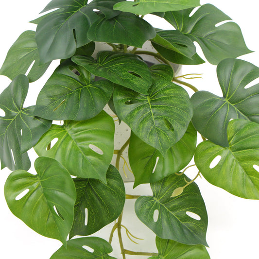 Potted Monstera Plant 30cm