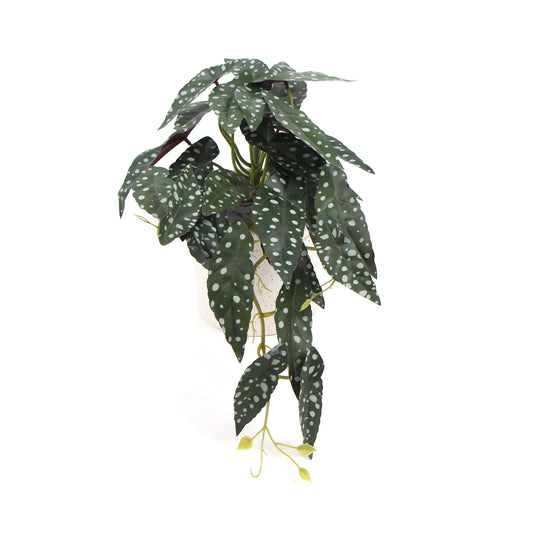 Bergonia Plant In Decorative Bowl 30cm