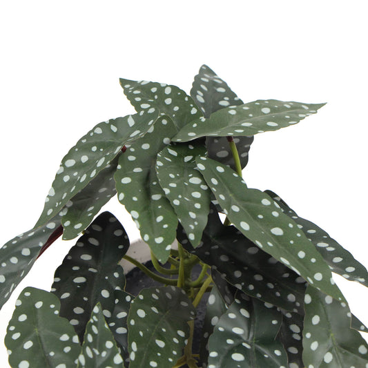 Bergonia Plant In Decorative Bowl 30cm