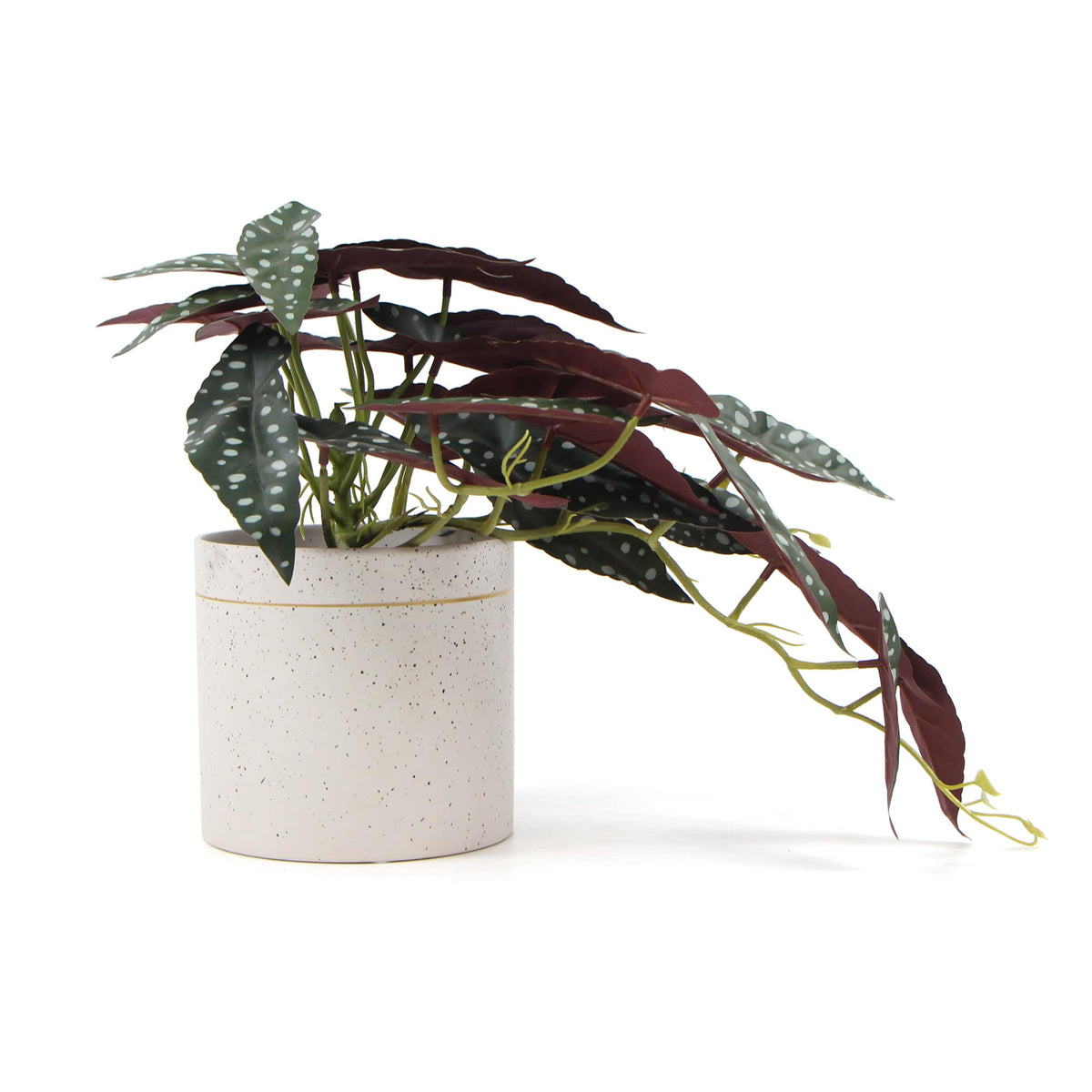 Bergonia Plant In Decorative Bowl 30cm