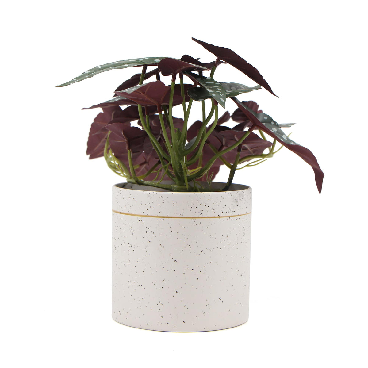 Bergonia Plant In Decorative Bowl 30cm