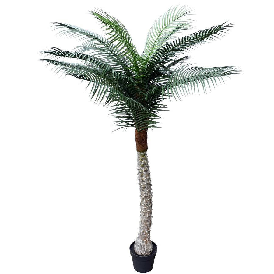 Tropical Phoenix Palm 170cm UV Resistant