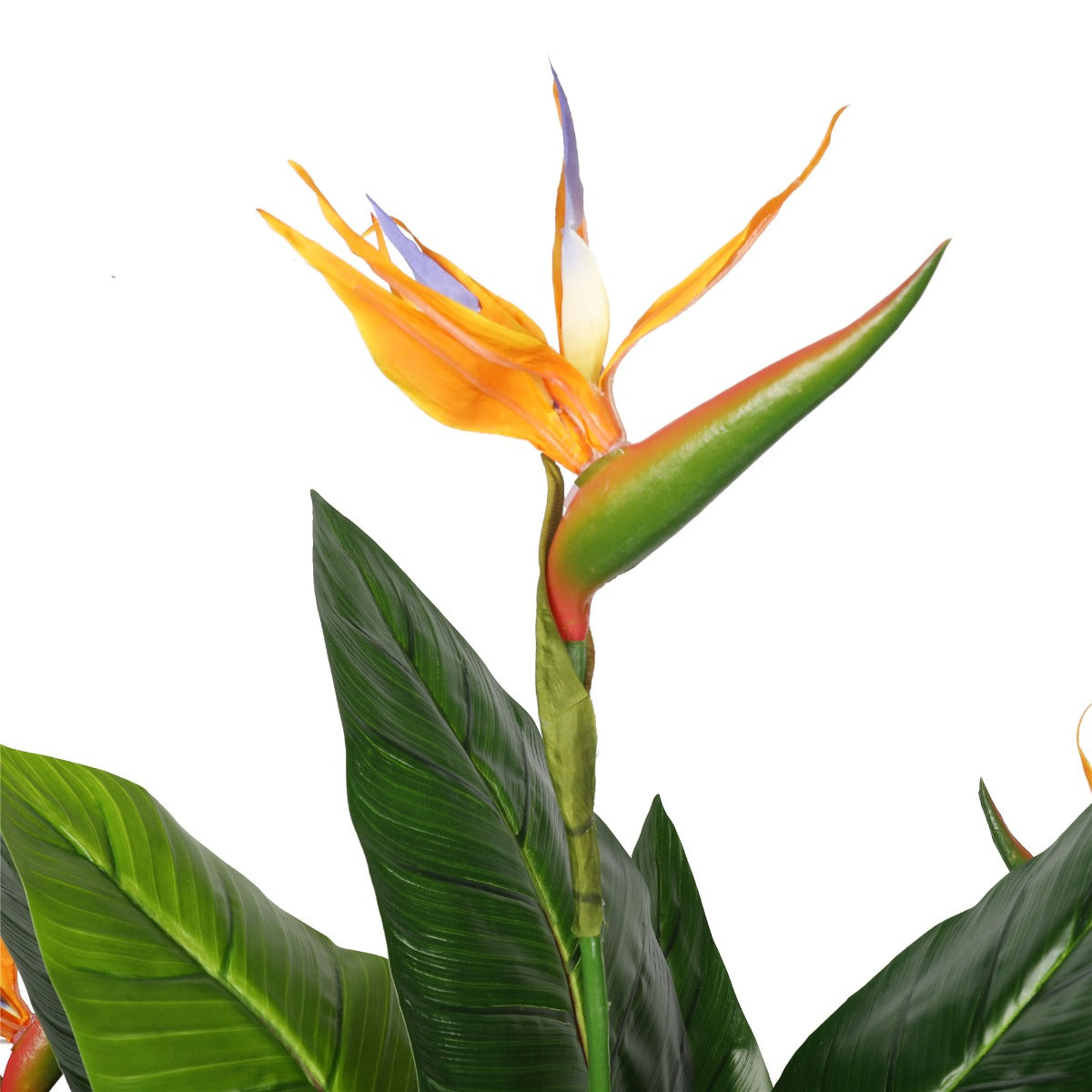 Potted 150cm Bird of Paradise Plant