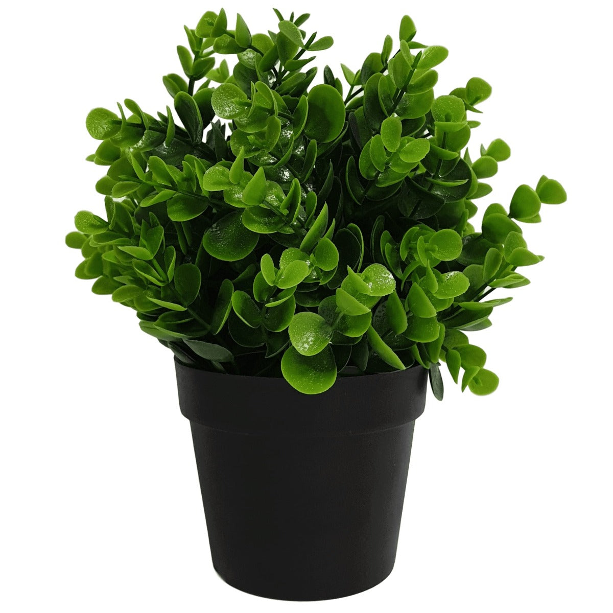 Small Potted Peperomia UV Resistant 20cm