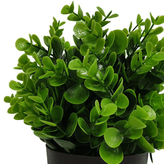 Small Potted Peperomia UV Resistant 20cm