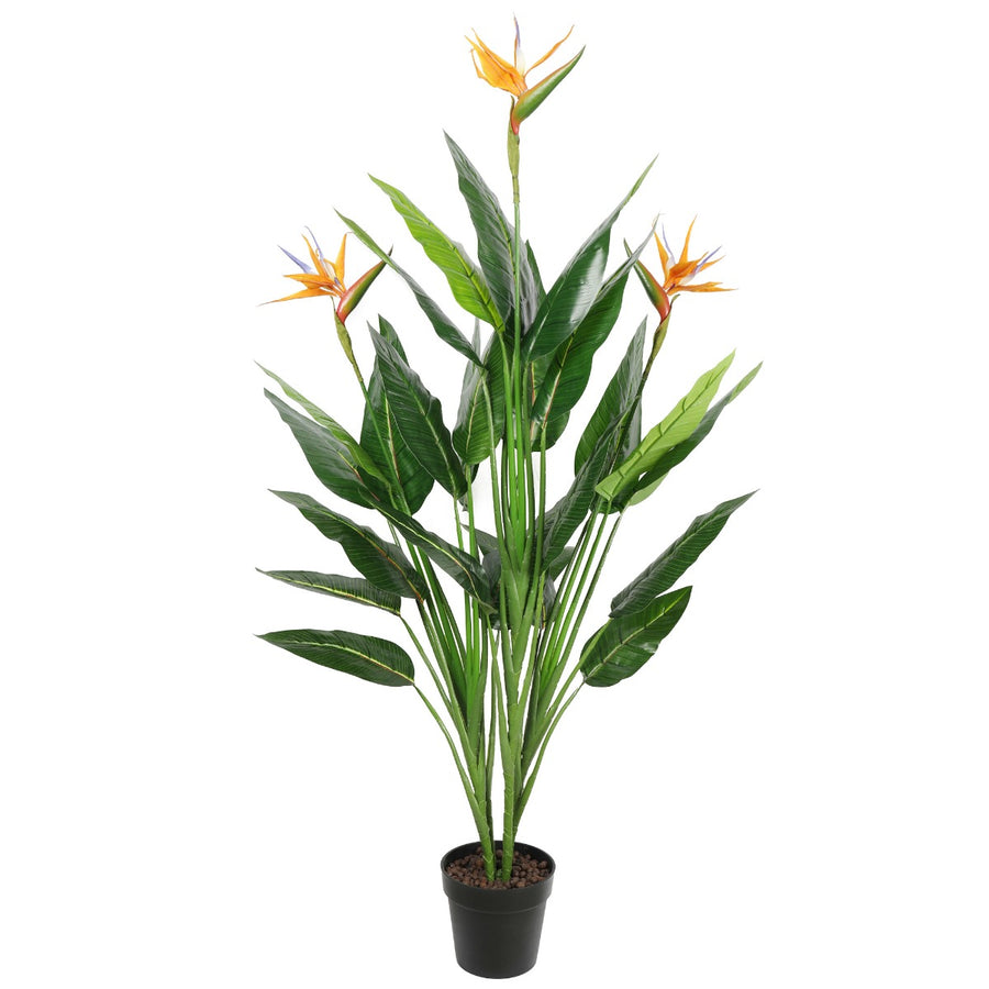 Potted 150cm Bird of Paradise Plant